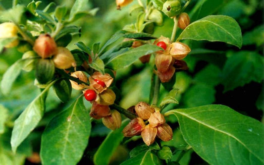 Ashwagandha Powder | Stress Relief & Adaptogenic Energy Booster